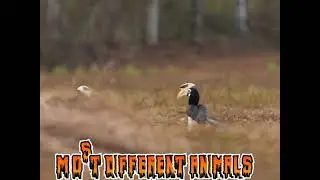 Hornbills_are_the_ultimate_love_birds_of_the_Western_Ghats.#mostdifferentanimals . 😍