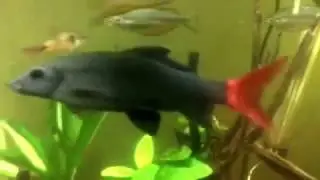 Red Tail Sharks