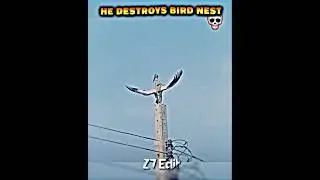 Bird Got Prime Mode ☠️...