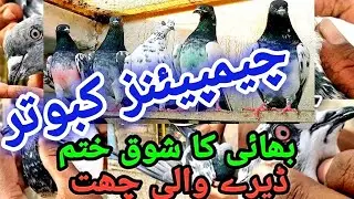ڈیرے والی چھت کے 11 جیٹھ چیمپئنز کبوتر آپ کے لیے دل خوش نہ ہو تو پھر کہنا روز روز جیٹھ والا سیٹ نہیں