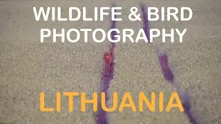 Wildlife & Bird Photography in Lithuania