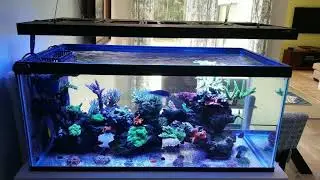 40 gallon reef equipment