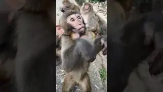 Monkeys Love Food!  #monkey #monkeys #animals #cute #shorts