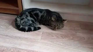 Мы любим смотреть как спят котятки!