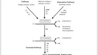 Immunology - immunodeficiency