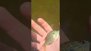 beautiful tiny longear sunfish
