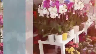 Samsun Lilyum &Ccedil;i&ccedil;ek&ccedil;ilik-samsun Lilyum Flowers