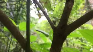 Ectatomma tuberculatum Guyane