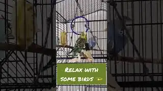 relax with some birds getting clean 🌃 #shorts