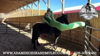Troy Blue Roan Friesian Sport Horse
