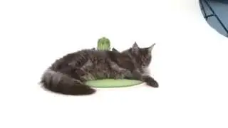 Catit Senses 2.0 Wellness Center