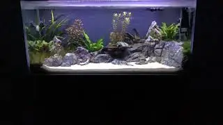 My Fluval m90 tropical/freshwater fish tank