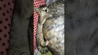 HUG MOTHER CAT WHILE SLEEPING #cute#hug#sleep#love#mother#cat#shorts