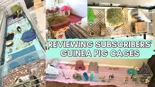 Are My Subscribers Cages Any Good?! 🐹