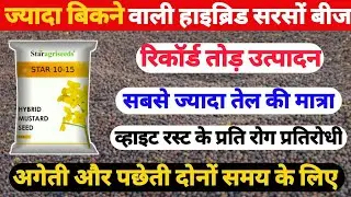 सबसे ज्यादा उत्पादन वाली सरसों की हाइब्रिड वैरायटी | star 10-15 hybrid mustard seeds | सरसों की खेती