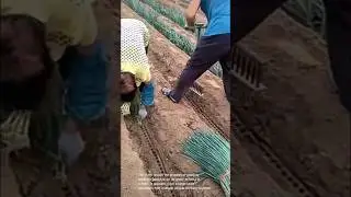 Planting scallions process: efficient farming techniques