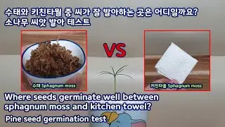 소나무 씨앗 수태 vs 키친타올 둘 중 발아가 더 잘되는 곳은 Where will it germinate better, sphagnum moss or kitchen towel?