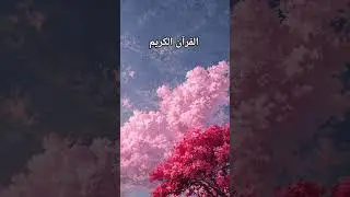 Quran kareem ✨️| true message of Allah #quran #shortvideo #quranforsleep #medication #relaxing