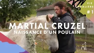 VIE CAVALIERE #1 - Naissance d'un poulain