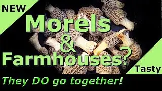 Finding yellow Morels - 2019 Morel mushroom hunting!