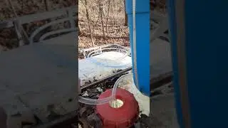 Sap collecting 2021