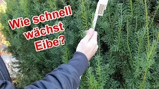Eibe Wachstum im Jahr - Wieviel wachsen Eiben pro Jahr - Jahreswachstum der Eibe