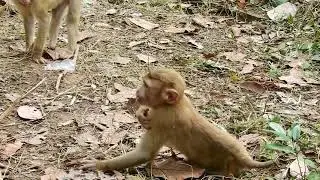 Bruno Is Strongly Monkey, Bruno Bit Friends And Scream Loudly