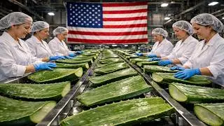 From Farm to Bottle: Inside the aloe vera drink factory. (Full Process)