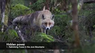 Hidden power - 1. Rethinking Foxes in the Jura Mountains