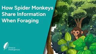 Uncovering complementary information sharing in spider monkey collective foraging