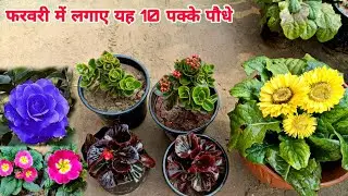 February में जरूर लगाए यह परमानेंट Top 10 पौधे ।। February - March month flower plants