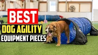 ✅Top 5 Best Dog Agility Equipment Pieces For Training and Exercise in 2025