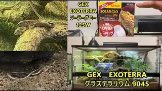 長期飼育者が語る難しくない！ニホントカゲとカナヘビの飼育方法とおすすめ商品紹介