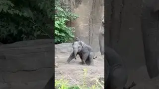 Jet&rsquo;s nap time at the St Louis Zoo #elephant #animals #cute #baby #zoo #love #godisgood #blessed