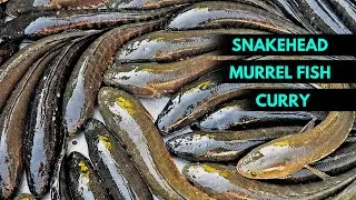 Great Snakehead | SNAKEHEAD MURREL FISH | Snakehead Murrel Fish Cooking | Fish Curry Recipe