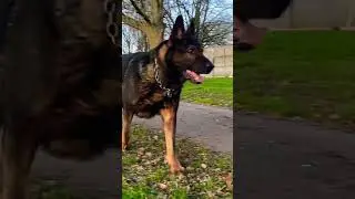 German shepherd working line dog