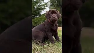 #labrador#love#лабрадорщенок