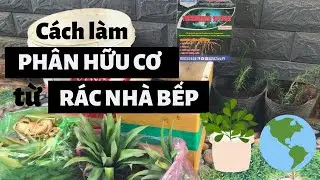 Bí quyết Ủ Phân Xanh từ Rác Nhà Bếp KHÔNG BỊ HÔI
