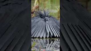 🌿 DECEPTION 🌿  #wildlife #birds