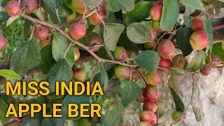 MISS INDIA APPLE BER PLANT AVAILABLE @injamul1182