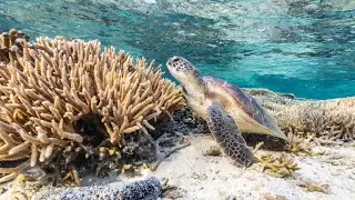 Government to fight recommendation to list the Great Barrier Reef as 'in danger'