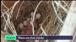 Gouldian and Society Finches Colony Progress.