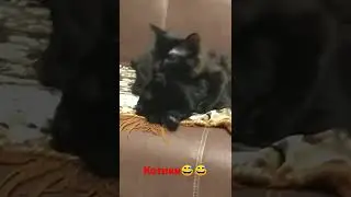 милые котики😍🥰