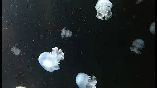 Jellyfish And Sea Jellies Are The Informal Common Names Given To The Medusa-Phase