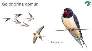 Escuela de #AvesDeBarrio. Episodio 2. ¿Golondrina, vencejo o avión?