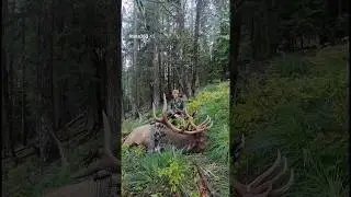 BIG BULL DOWN!!! #elkhunting