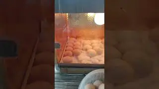 Duck and Rhode Island Red Chicken eggs | Ready for incubation