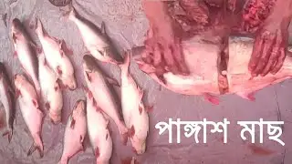 Pangash Fish Cutting at Village Market | Basa Fish | Catfish | পাঙ্গাশ মাছ |