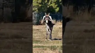 most beautiful donkey #shortvideo #animallife #funny #viralshort #donkeykong