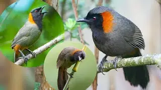 rufous-necked laughingthrush&nbsp;is a&nbsp;bird&nbsp;species&nbsp;in the laughingthrush&nbsp;family,&nbsp;Leiothrichidae.